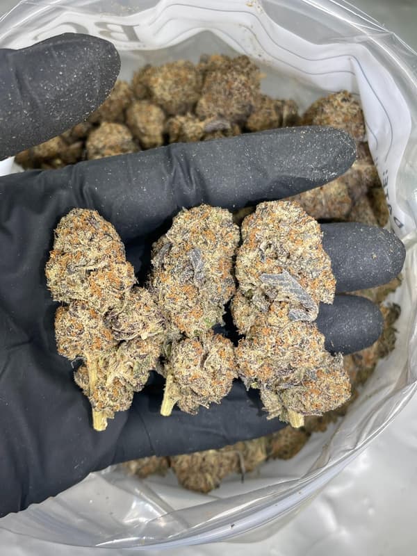 Buy Oreoz - Premium Cannabis Product