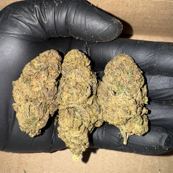 Buy Pave Runtz - Premium Cannabis Product