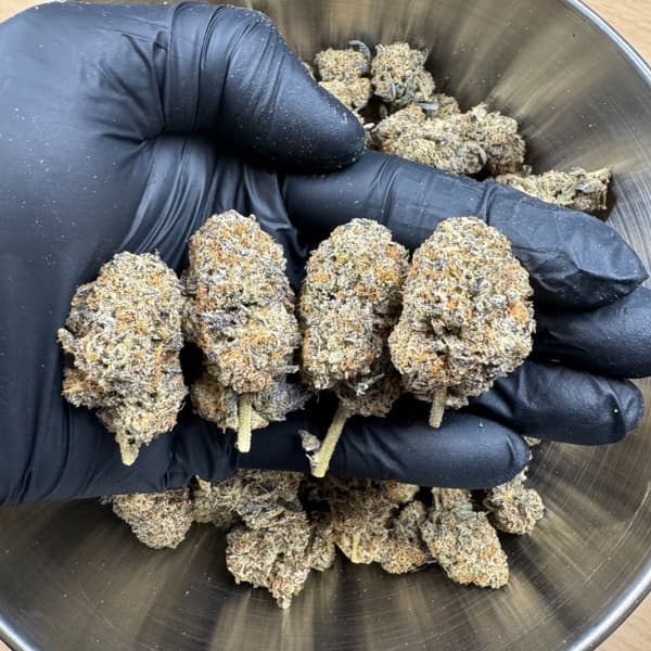 Buy Oreoz - Premium Cannabis Product