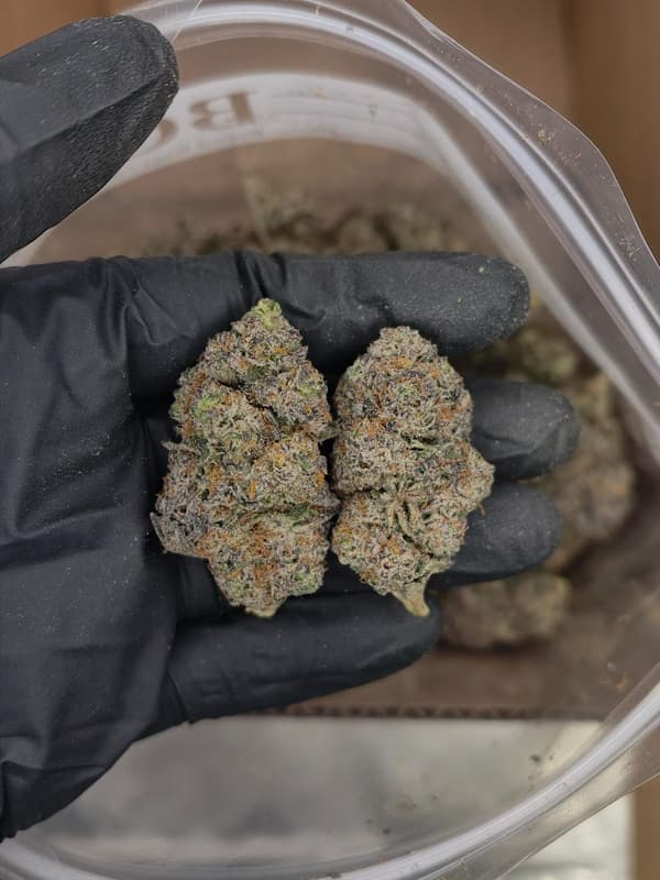 Buy Pink Gelato - Premium Cannabis Product
