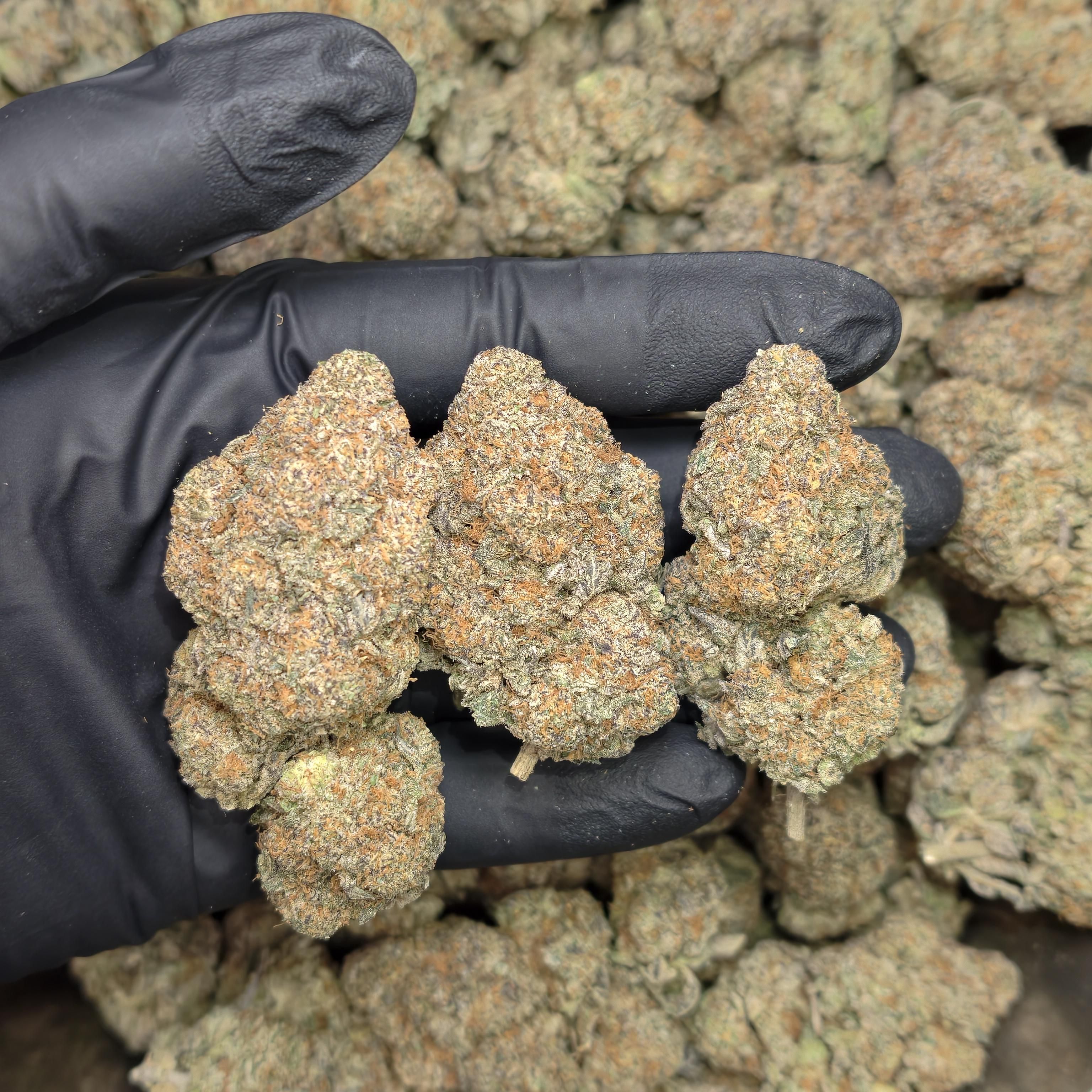 Black Cherry Gelato